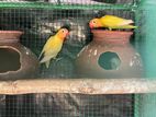 African Love Birds