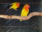 African Love Birds