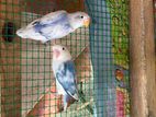 African love birds