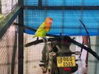 African Love Birds
