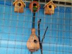 AFRICAN LOVE BIRDS