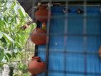 AFRICAN LOVE BIRDS