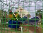 African Love Birds