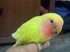 african love birds hand feed chick