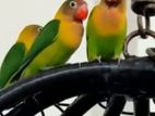 African Love Birds Hand Tamed