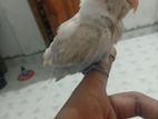 African Love Birds Hand Tamend