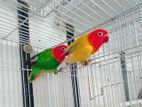 African Love Birds