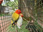 African Love Birds