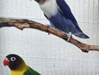 african love birds pair