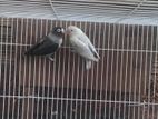 African Love Birds Pair