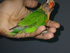 African Love Birds Pair