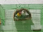 African Love Birds with Cage