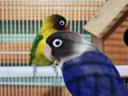 african love birds with cage