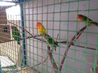 African Love Birds with Cage
