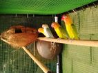 African Love Birds