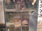 Bird Cage with Love Birds