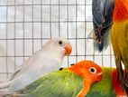 African Love Bird