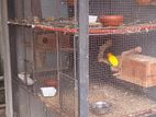 African Lovebird Cage
