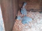 African Love Bird Chicks