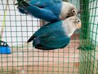 African Lovebird