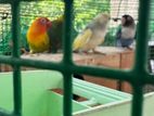 African loveBird