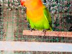 African Lovebird