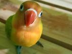 African Lovebird