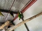 African Lovebird