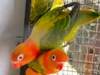 Love Birds