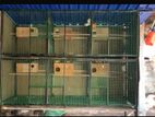 African Lovebirds Cage