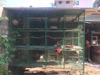 African Lovebirds Breeding Cage