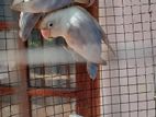 African Lovebirds Breeding Pair