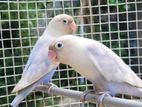 African Lovebirds Breeding Pair