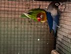 African Love Birds Breeding Pair