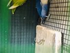 African Love Birds Breeding Pair