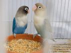 African Lovebirds