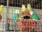 African Lovebirds (Breeding Pairs)
