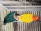 African Lovebirds Breeding Pairs