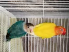 African Lovebirds Breeding Pairs