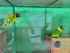 African Lovebirds Breeding Pairs