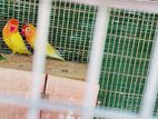 African Lovebirds Breeding Pairs