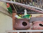 African Love Birds