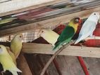 African Love Birds
