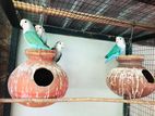 African Lovebirds