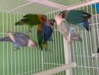 African Lovebirds