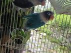 African Love Birds