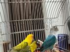 African lovebirds