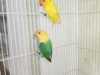 African Lovebirds