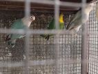 African Love Birds