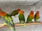 African lovebirds